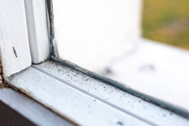 Best Real Estate Mold Inspection  in Skippers Corner, NC